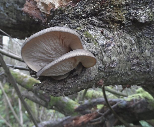 pňovka neskorá Sarcomyxa serotina (Pers.) P. Karst.