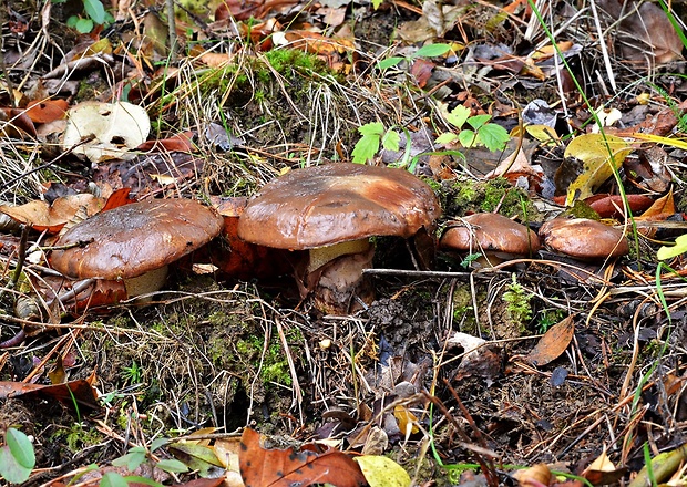 masliak obyčajný Suillus luteus (L.) Roussel