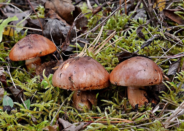 čírovka prstencová Tricholoma batschii Gulden