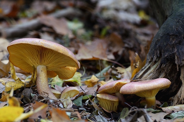 čírovec červenožltý Tricholomopsis rutilans (Schaeff.) Singer