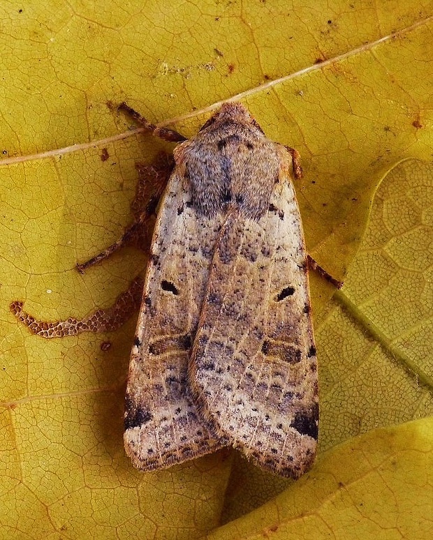 mora čremchová Agrochola lychnidis