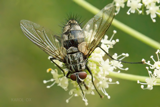 bystruša Billaea triangulifera