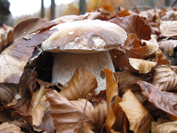 hríb smrekový Boletus edulis Bull.