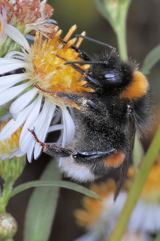 čmeľ zemný Bombus terrestris