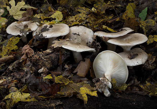 strmuľka inovaťová Clitocybe nebularis (Batsch) P. Kumm.