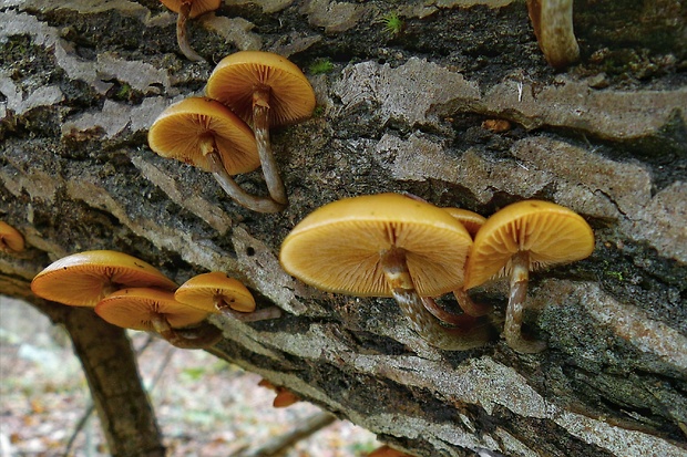 kapucňovka okrovohnedastá Galerina marginata (Batsch) Kühner