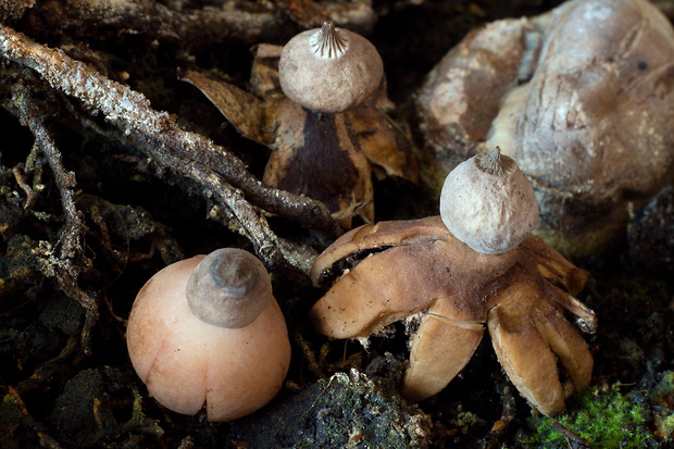 hviezdovka Schmidelova Geastrum schmidelii Vittad.