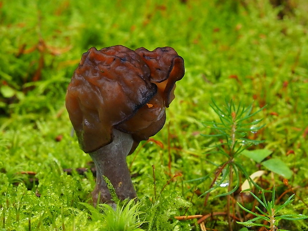 ušiak mitrovitý Gyromitra infula (Schaeff.) Quél.