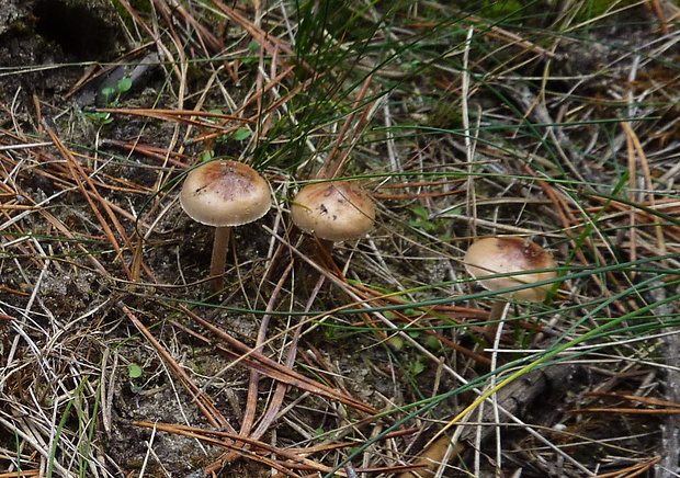 slzivka neskorá Hebeloma cylindrosporum Romagn.