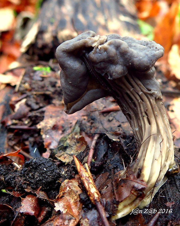 chriapač voľnookrajový Helvella phlebophora Pat. & Doass.