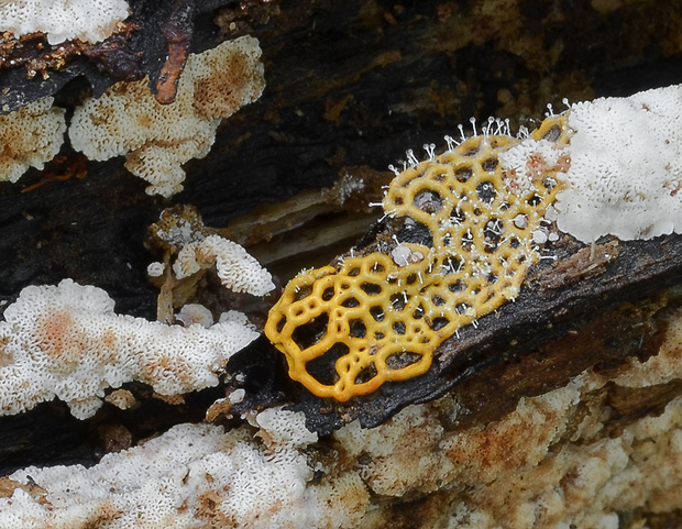 slizovka Hemitrichia serpula (Scop.) Rostaf.