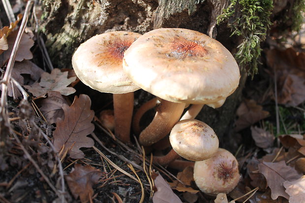 strapcovka tehlovočervená Hypholoma lateritium (Schaeff.) P. Kumm.