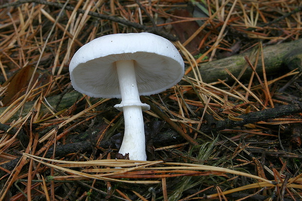 bedlica ružovolupeňová Leucoagaricus leucothites (Vittad.) Wasser