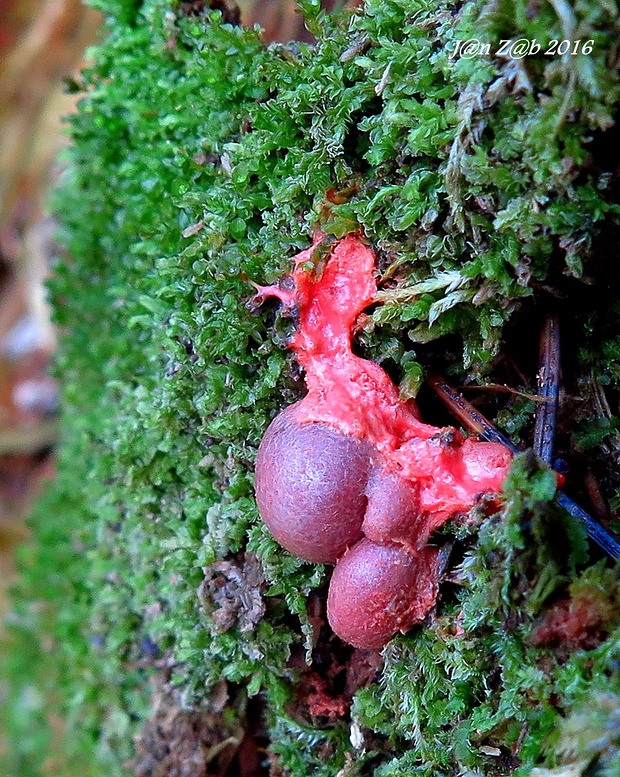 vlčinka červená Lycogala epidendrum (J.C. Buxb. ex L.) Fr.