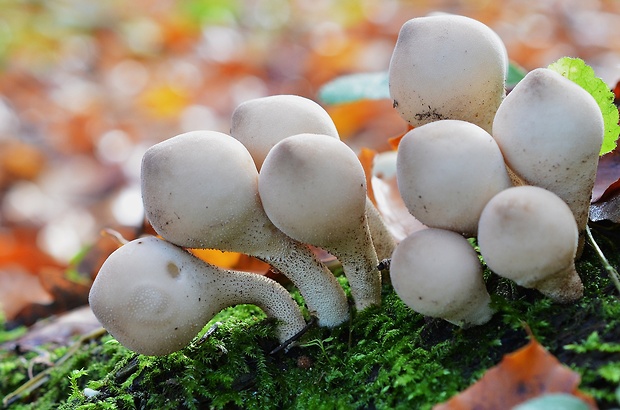 prášnica hruškovitá zahrotená Lycoperdon pyriforme var. acuminatum (Bosc) F. Šmarda