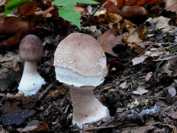 bedľa vysoká Macrolepiota procera (Scop.) Singer