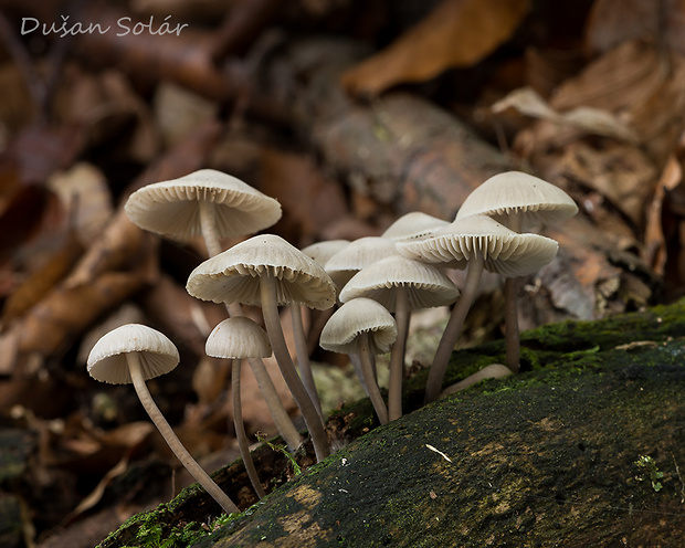 prilbička olivovožltá Mycena arcangeliana Bres.