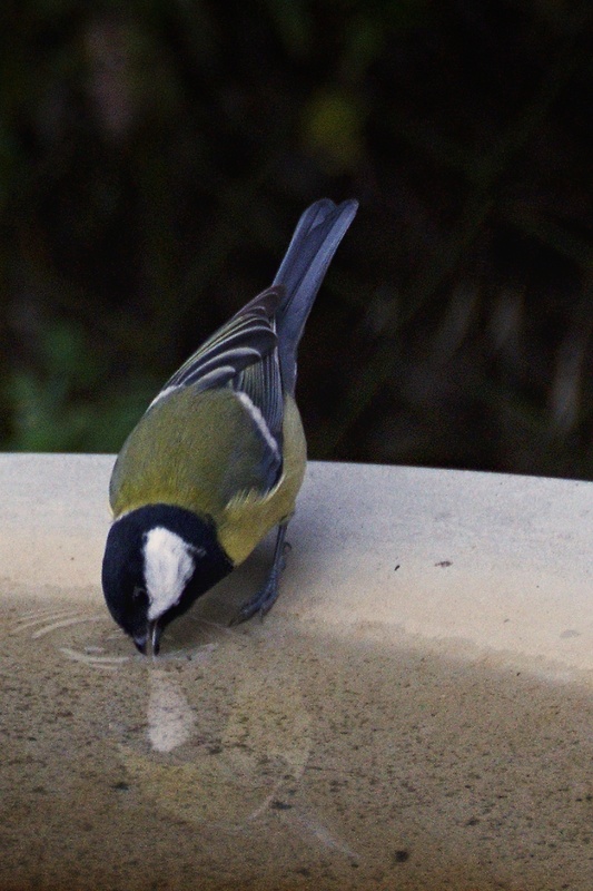 sýkorka bielolíca Parus major