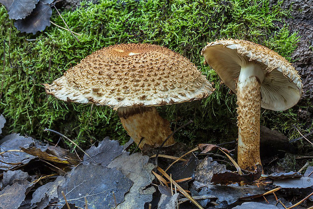 šupinovka šupinatá Pholiota cf. squarrosa (Vahl) P. Kumm.