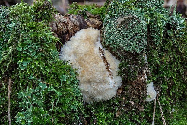 šťavnatec smrekový Postia ptychogaster (F. Ludw.) Vesterh.