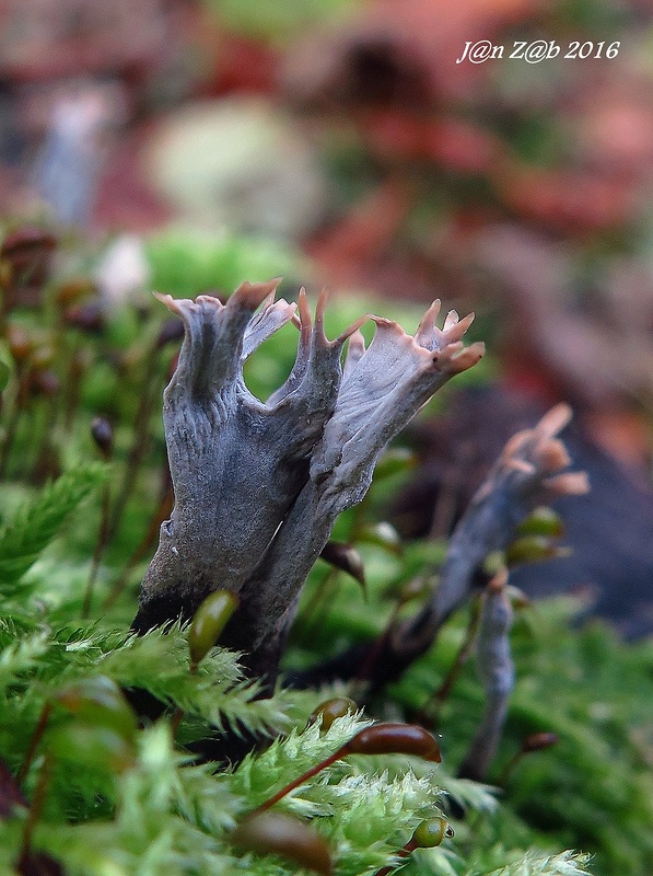 drevnatec parohatý Xylaria hypoxylon (L.) Grev.