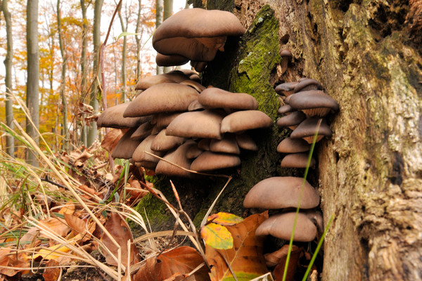 hliva ustricovitá Pleurotus ostreatus (Jacq.) P. Kumm.