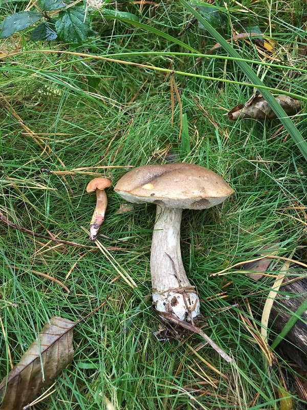 kozák brezový Leccinum scabrum (Bull.) Gray