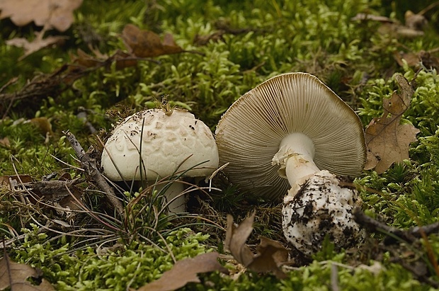 muchotrávka citrónovožltá Amanita citrina Pers.