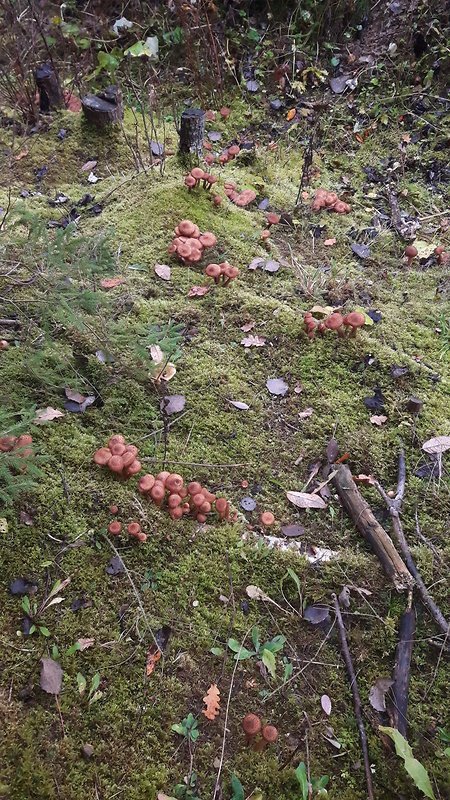 podpňovka obyčajná Armillaria mellea (Vahl) P. Kumm.