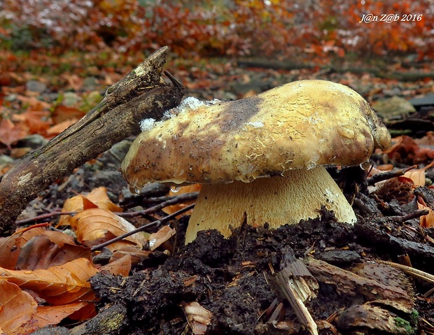 hríb smrekový Boletus edulis Bull.