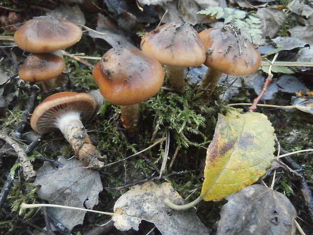 pavučinovec mazľavý Cortinarius trivialis J.E. Lange