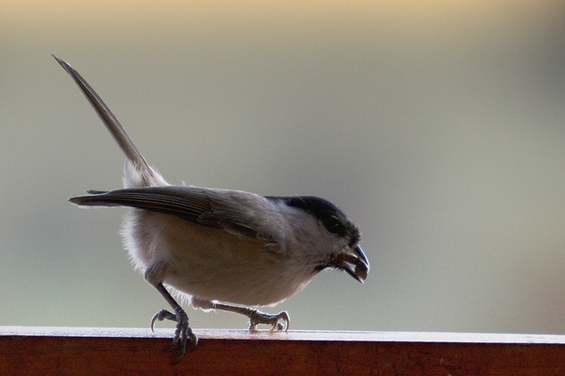 sýkorka hôrna  Parus palustris