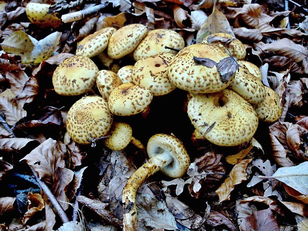 šupinovka šupinatá Pholiota squarrosa (Vahl) P. Kumm.