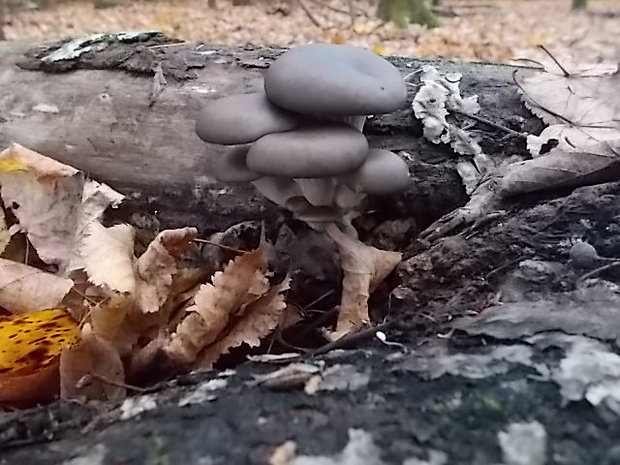 hliva ustricovitá Pleurotus ostreatus (Jacq.) P. Kumm.