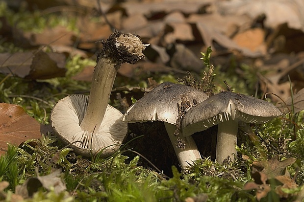 čírovka Tricholoma sp.