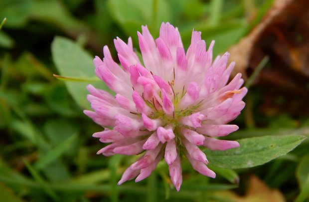 ďatelina Trifolium sp.