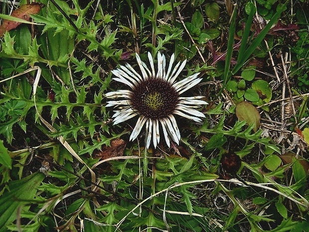 krasovlas bezbyľový pravý   /   pupava bezlodyšná Carlina acaulis subsp. acaulis L.