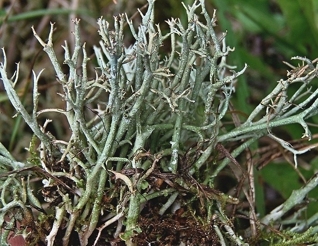 dutohlávka šidlovitá Cladonia uncialis subsp. uncialis (L.) Weber ex F.H. Wigg.