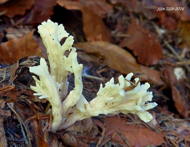 konárovka hrebenitá Clavulina coralloides (L.) J. Schröt.