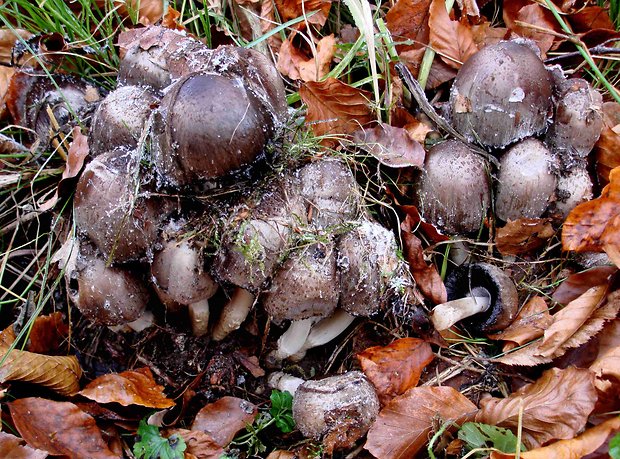 hnojník atramentový Coprinopsis atramentaria (Bull.) Redhead, Vilgalys & Moncalvo