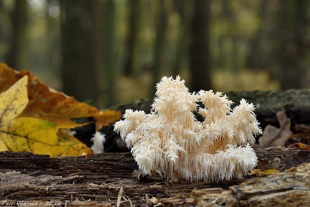 koralovec bukový Hericium coralloides (Scop.) Pers.