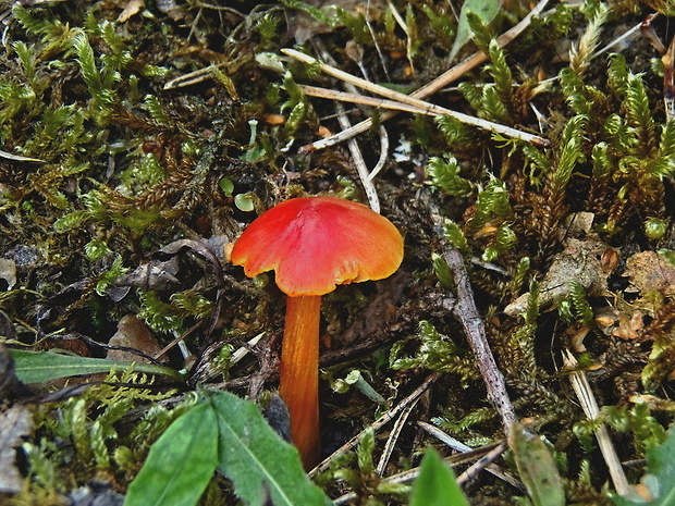 lúčnica hrotitá Hygrocybe acutoconica (Clem.) Singer