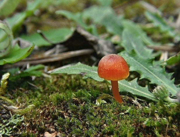 lúčnica vápnomilná Hygrocybe calciphila Arnolds