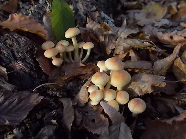 strapcovka zväzkovitá Hypholoma fasciculare (Huds.) P. Kumm.