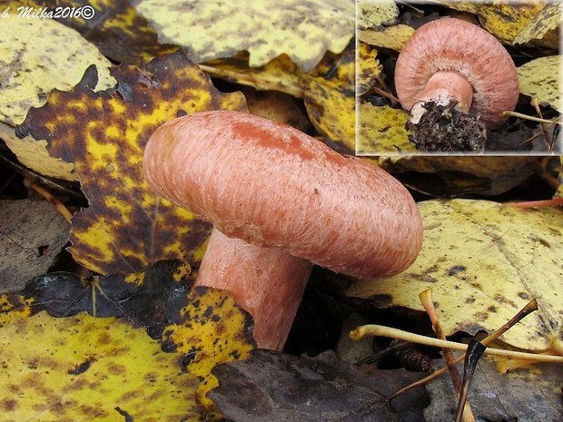 rýdzik kravský Lactarius torminosus (Schaeff.) Gray