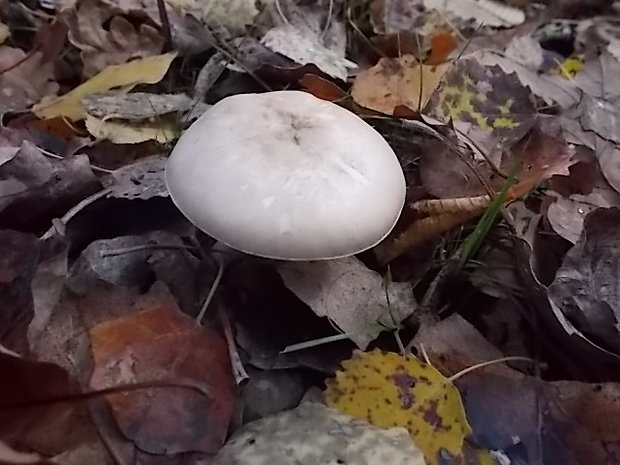 bedlica Leucoagaricus sp.