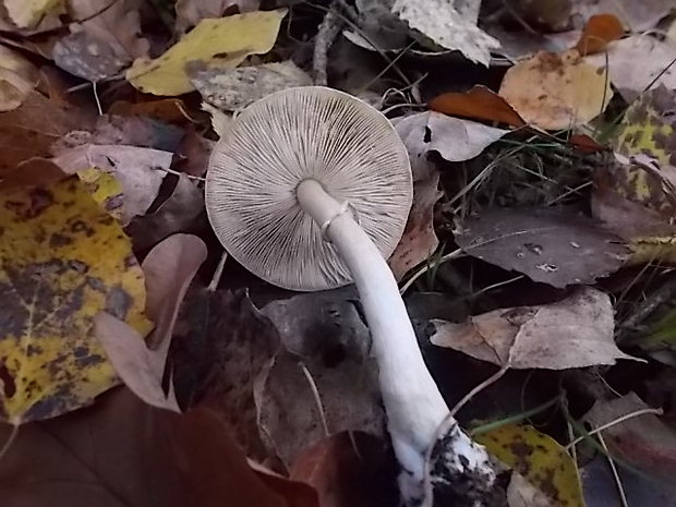 bedlica Leucoagaricus sp.