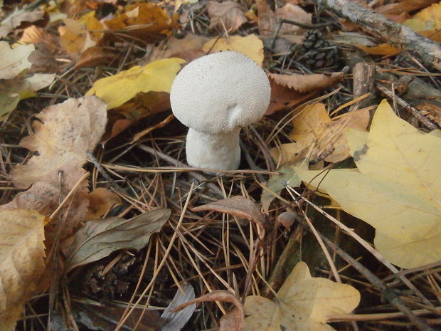 prášnica bradavičnatá Lycoperdon perlatum Pers.