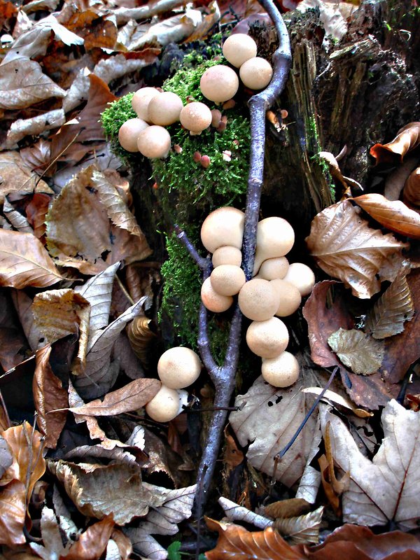 prášnica hruškovitá Lycoperdon pyriforme Schaeff.