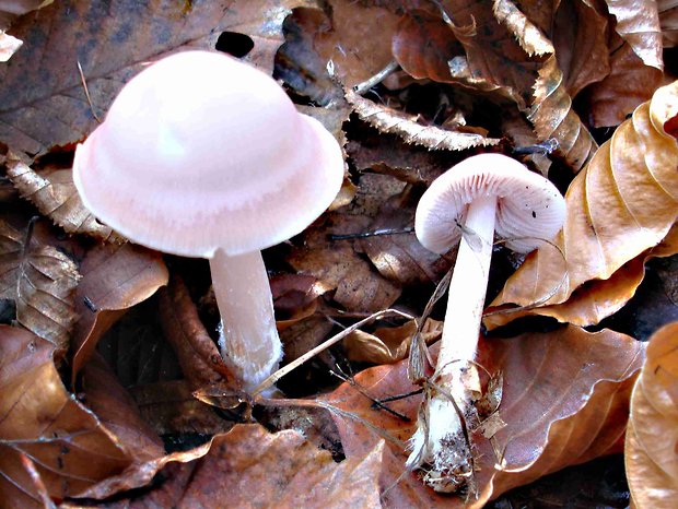 prilbička ružovkastá Mycena rosea Gramberg